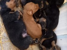 Doberman balası