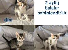 Pişiklər etibarlı əllərə verilir 