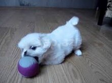 Pekines