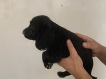 Koker Spaniel