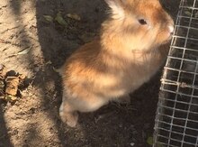 Karlik dovşan