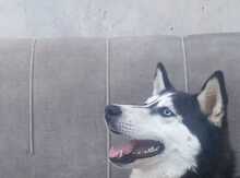 Haski 