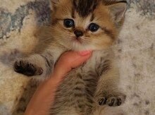 Qızılı şinşilla pişiyi balası