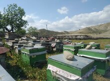 Arılar 