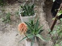 Aloe vera 