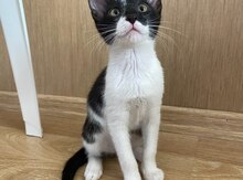 Кошка в добрые руки