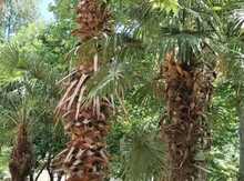 Palma ağacı