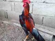 Heyratı