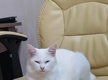 Türk anqorı pişiyi