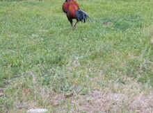 Heyratı 