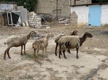 Qoyunlar