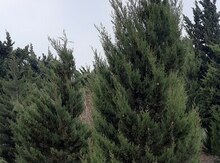 Şam ağacı