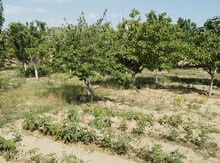 0.5 sot torpaq sahəsi, Saray qəs.