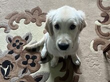 Qızıl Retriver