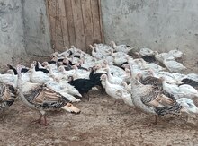 Hinduşka 