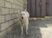 Haski
