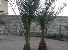 Xurma ağcı
