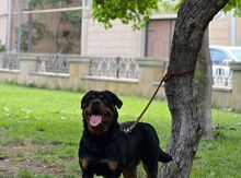 Rotveyler