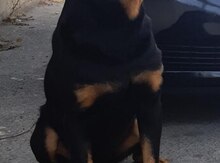 Rotveyler