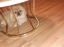 Pekines