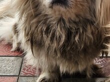 Pekines