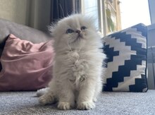 Шиншиллы 