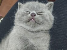 Шотландская котёнок