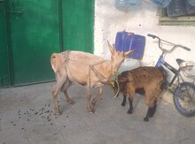 Keçilər