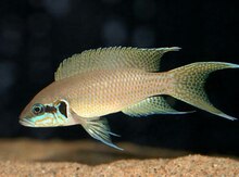 Şahzadə Burundi balığı