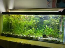 Akvarium