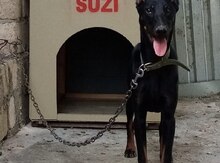 Doberman 