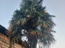Palma ağacı