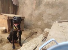 Pitbul