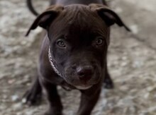Pitbul
