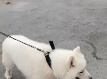 Samoyed