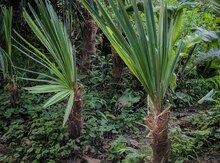 Dekorativ palma ağacları
