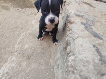 Pitbul balaları