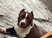 Pitbul (cütləşdirmək üçün)
