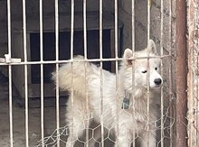 Samoyed