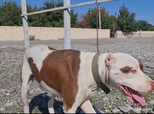Pitbul 