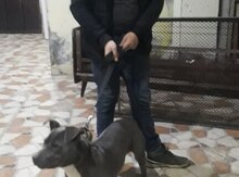 Pitbul