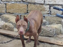 Pitbul