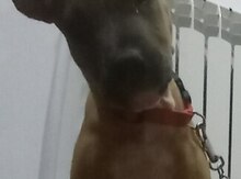 Pitbul