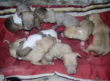 Pitbul