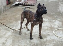 Pitbul cütləşdilrmək üçün