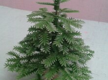Miniatür şam ağacı