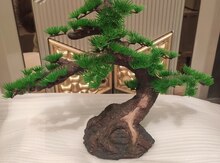 Akvarium bitkisi bonsai 