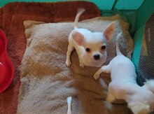 Mini çixuaxua balaları 