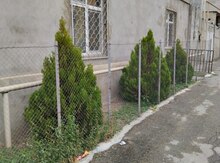 Tuya ağacları