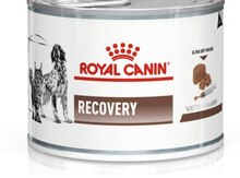 "Royal Canin Recovery" yemi